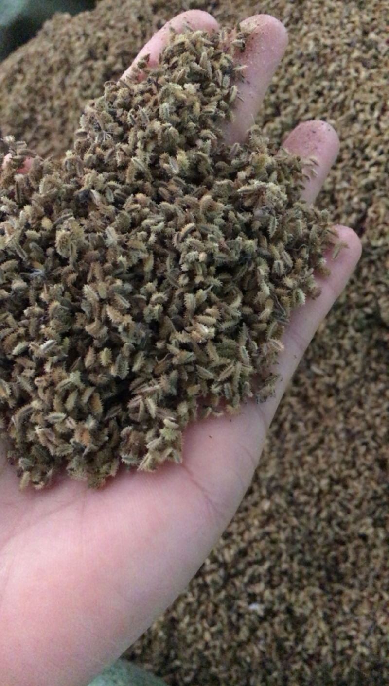 鹤虱鹤虱中药材批发无硫鹤虱摇摆私发无硫鹤虱