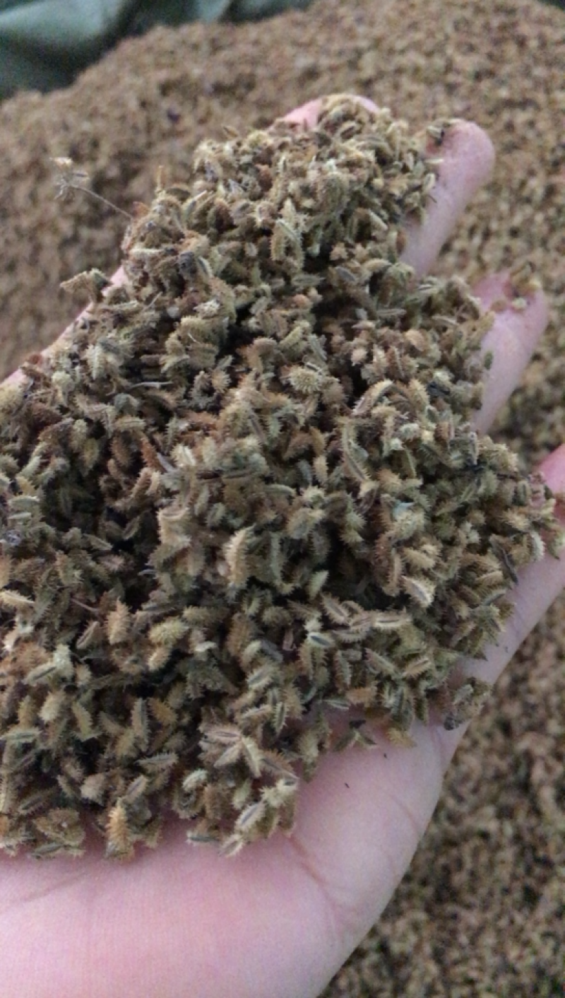鹤虱鹤虱中药材批发无硫鹤虱摇摆私发无硫鹤虱