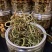 长白山，肾精茶，煮水喝大量现货一手货源常年供应售后无