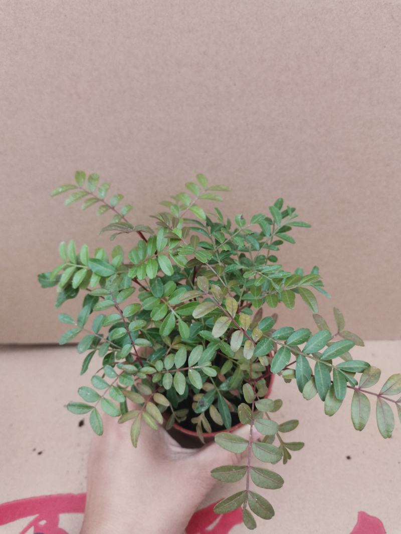 云南红芽清香木正宗清香木苗驱蚊驱虫基地直发