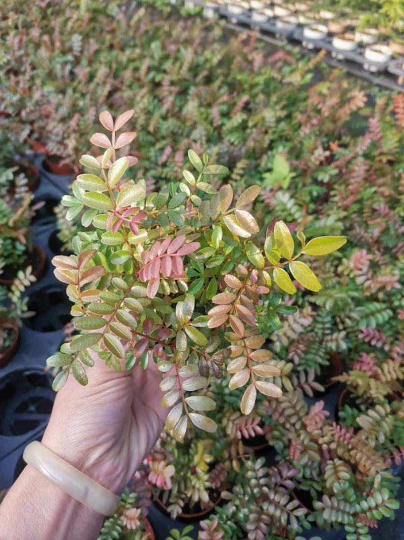 云南红芽清香木正宗清香木苗驱蚊驱虫基地直发