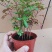 云南红芽清香木正宗清香木苗驱蚊驱虫基地直发