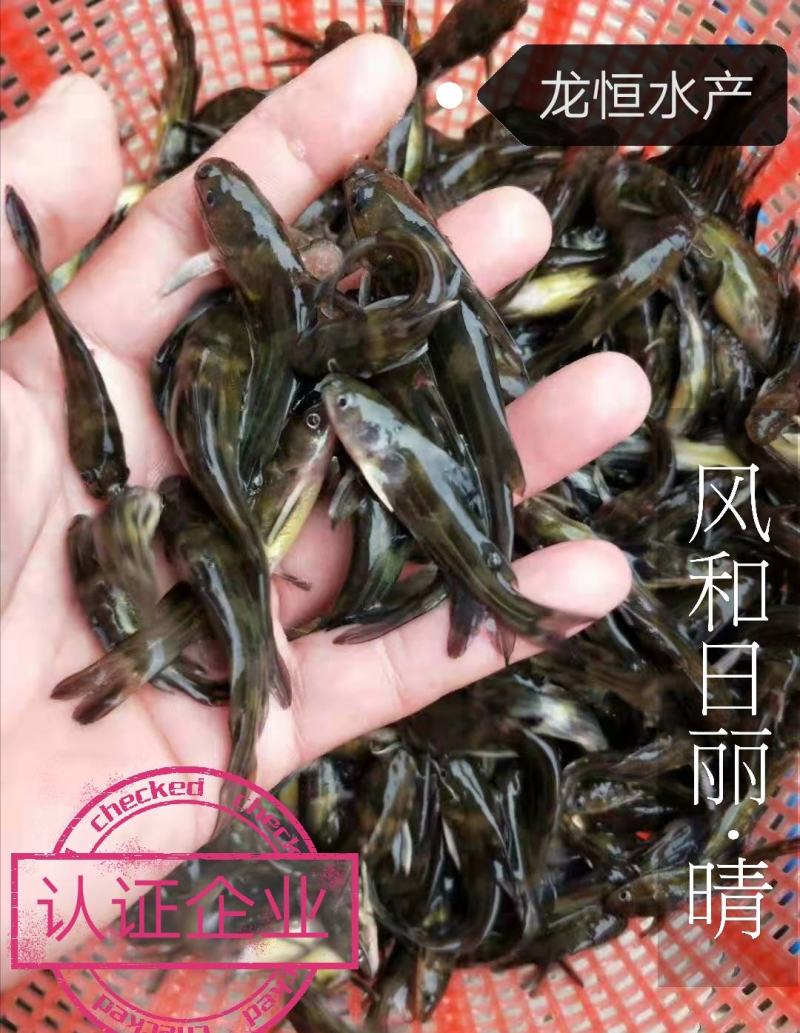 【荐】黄颡鱼黄骨鱼汪丁黄丫头浙江黄颡鱼苗货源充足欢迎联系