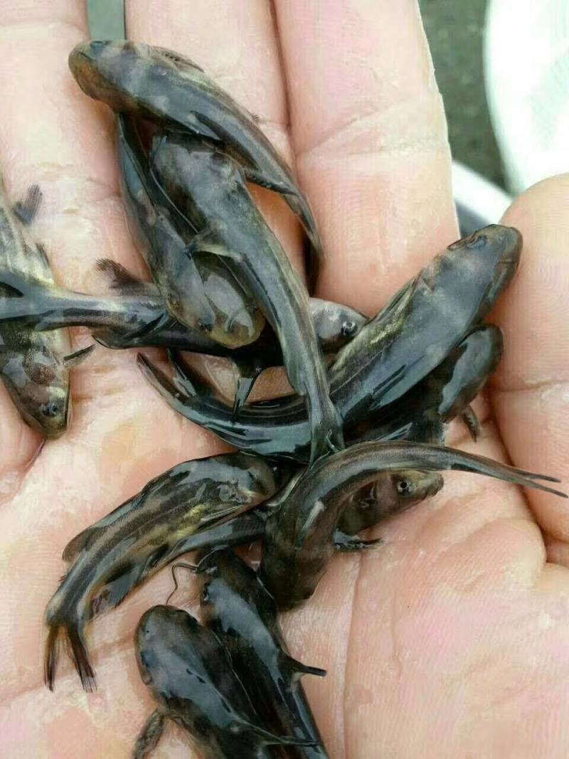 【荐】黄颡鱼黄骨鱼汪丁黄丫头浙江黄颡鱼苗货源充足欢迎联系