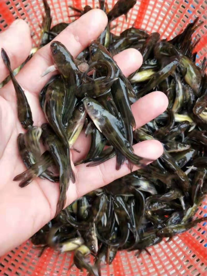 【荐】黄颡鱼黄骨鱼汪丁黄丫头浙江黄颡鱼苗货源充足欢迎联系