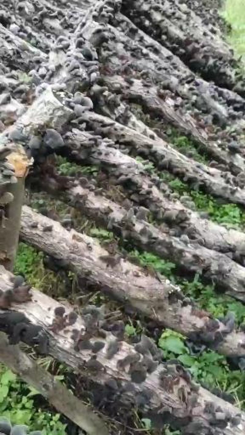 【精选】秦岭椴木木耳留坝黑木耳汉中木耳野生木耳