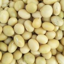 原产地非转基因加拿大黄豆高蛋白高品质适用于各种豆制品
