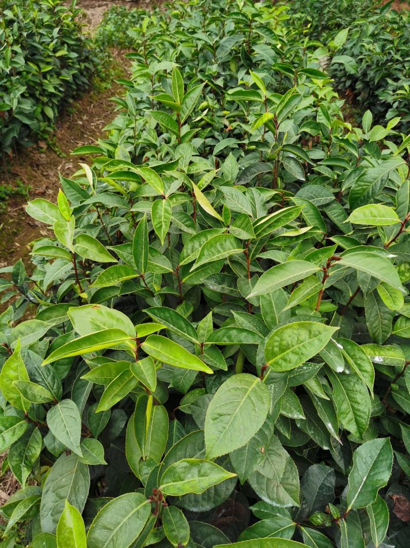 油茶苗红花油茶树苗大果红花油茶苗