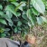 油茶苗红花油茶树苗大果红花油茶苗