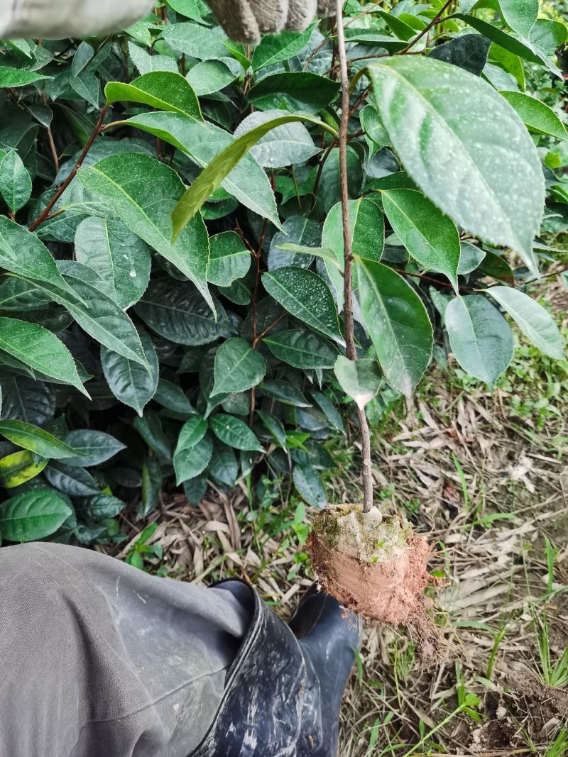 油茶苗红花油茶树苗大果红花油茶苗