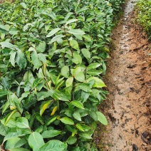 油茶苗红花油茶树苗大果红花油茶苗