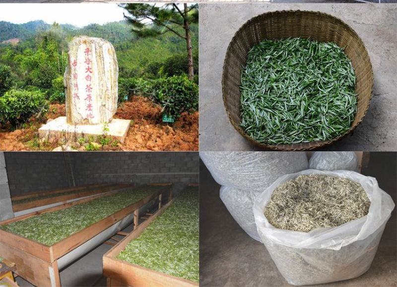 茶农批发云南景谷白毫银针纯芽头茶叶包邮