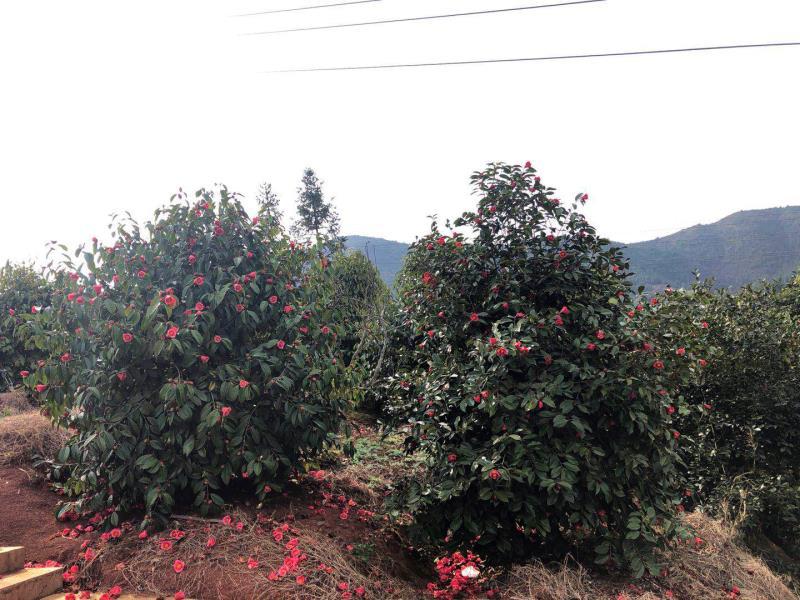 红花油茶苗红花油茶树苗红花油茶袋苗