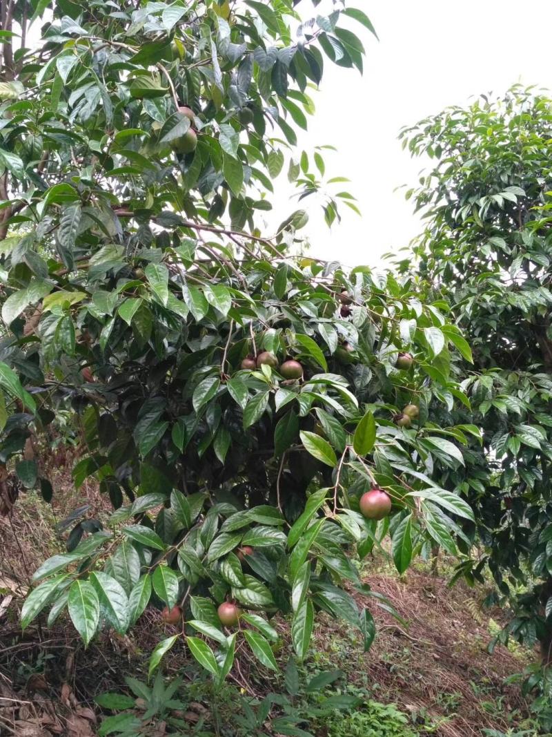 红花油茶苗红花油茶树苗红花油茶袋苗