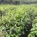 红花油茶苗红花油茶树苗红花油茶袋苗