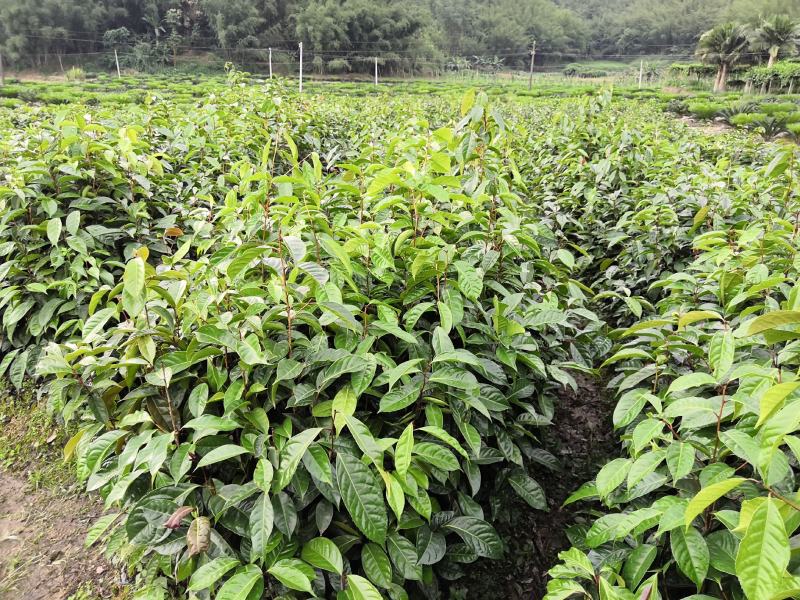 红花油茶苗红花油茶树苗红花油茶袋苗