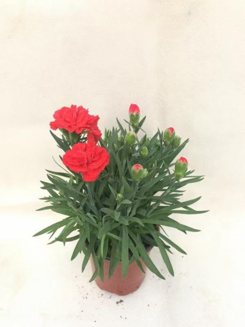 康乃馨盆栽种苗切花种苗品种齐全（晴沙）