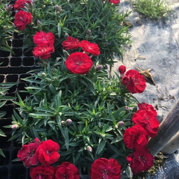 康乃馨盆栽种苗切花种苗品种齐全(晴沙)