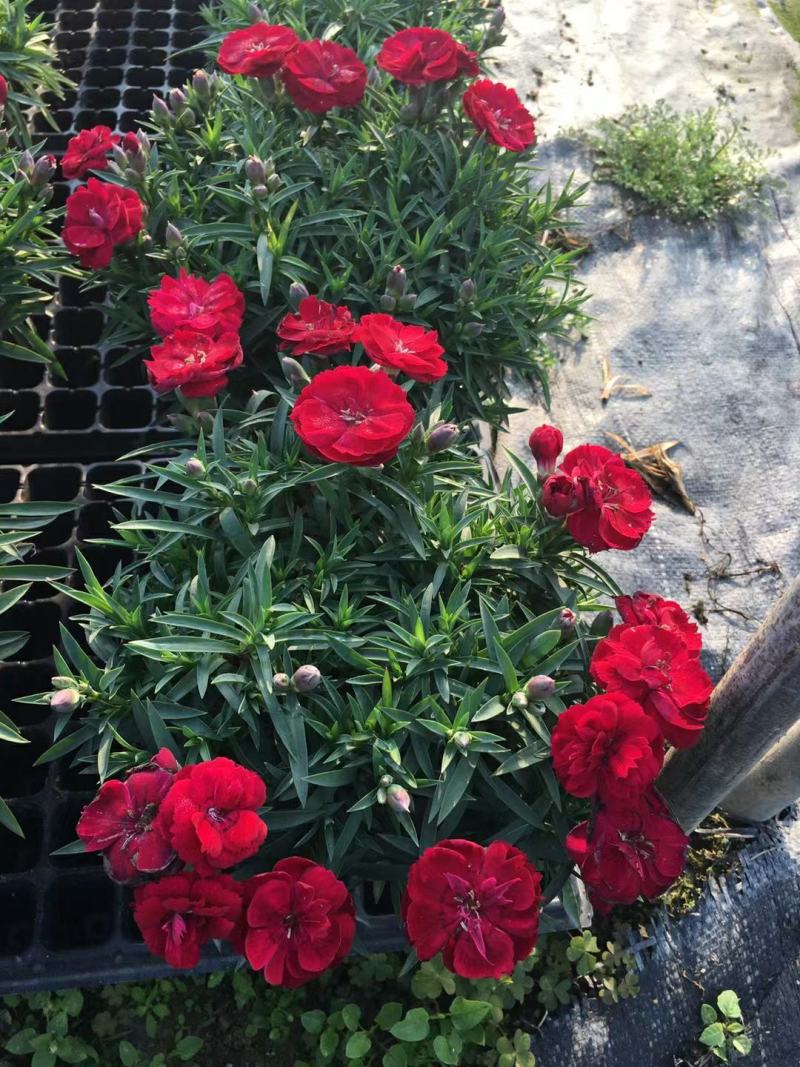 康乃馨盆栽种苗切花种苗品种齐全（晴沙）
