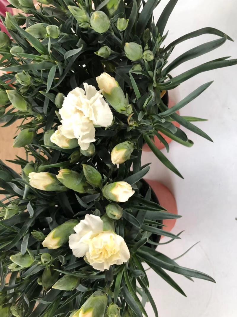 康乃馨盆栽种苗切花种苗品种齐全（晴沙）