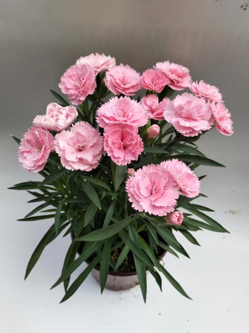 康乃馨盆栽种苗切花种苗品种齐全（晴沙）