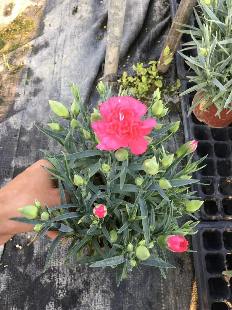 康乃馨盆栽种苗切花种苗品种齐全（晴沙）