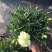 康乃馨盆栽种苗切花种苗品种齐全(晴沙)