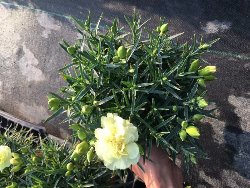 康乃馨盆栽种苗切花种苗品种齐全（晴沙）