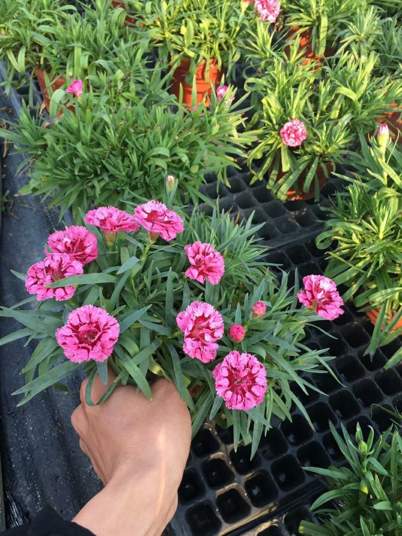 康乃馨盆栽种苗切花种苗品种齐全（晴沙）