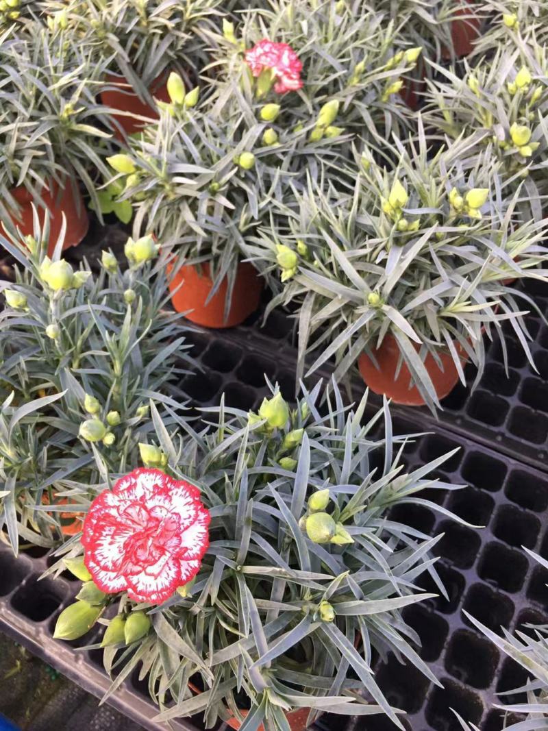 康乃馨盆栽种苗切花种苗品种齐全（晴沙）