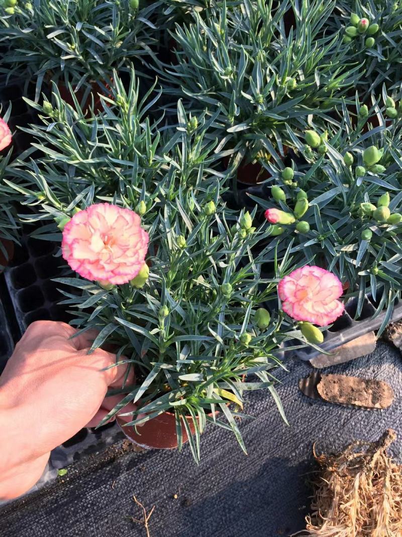 康乃馨盆栽种苗切花种苗品种齐全（晴沙）