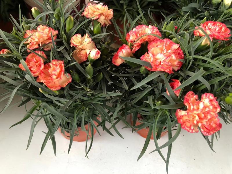 康乃馨盆栽种苗切花种苗品种齐全（晴沙）