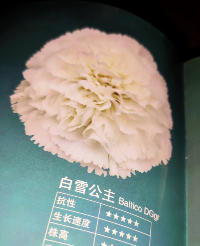 康乃馨盆栽种苗晴沙佳人红衣等等，红衣切花康乃馨种苗