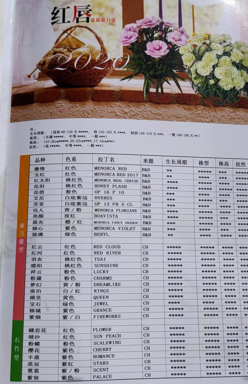 康乃馨盆栽种苗晴沙佳人红衣等等，红衣切花康乃馨种苗