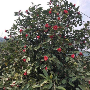 大果红花油茶苗大果红花油茶树苗红花油茶树苗