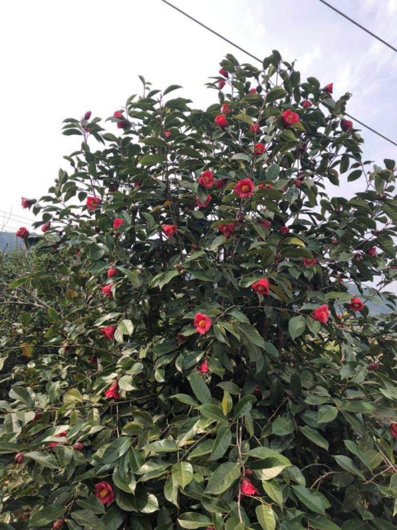 大果红花油茶苗大果红花油茶树苗红花油茶树苗