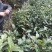 大果红花油茶苗大果红花油茶树苗红花油茶树苗