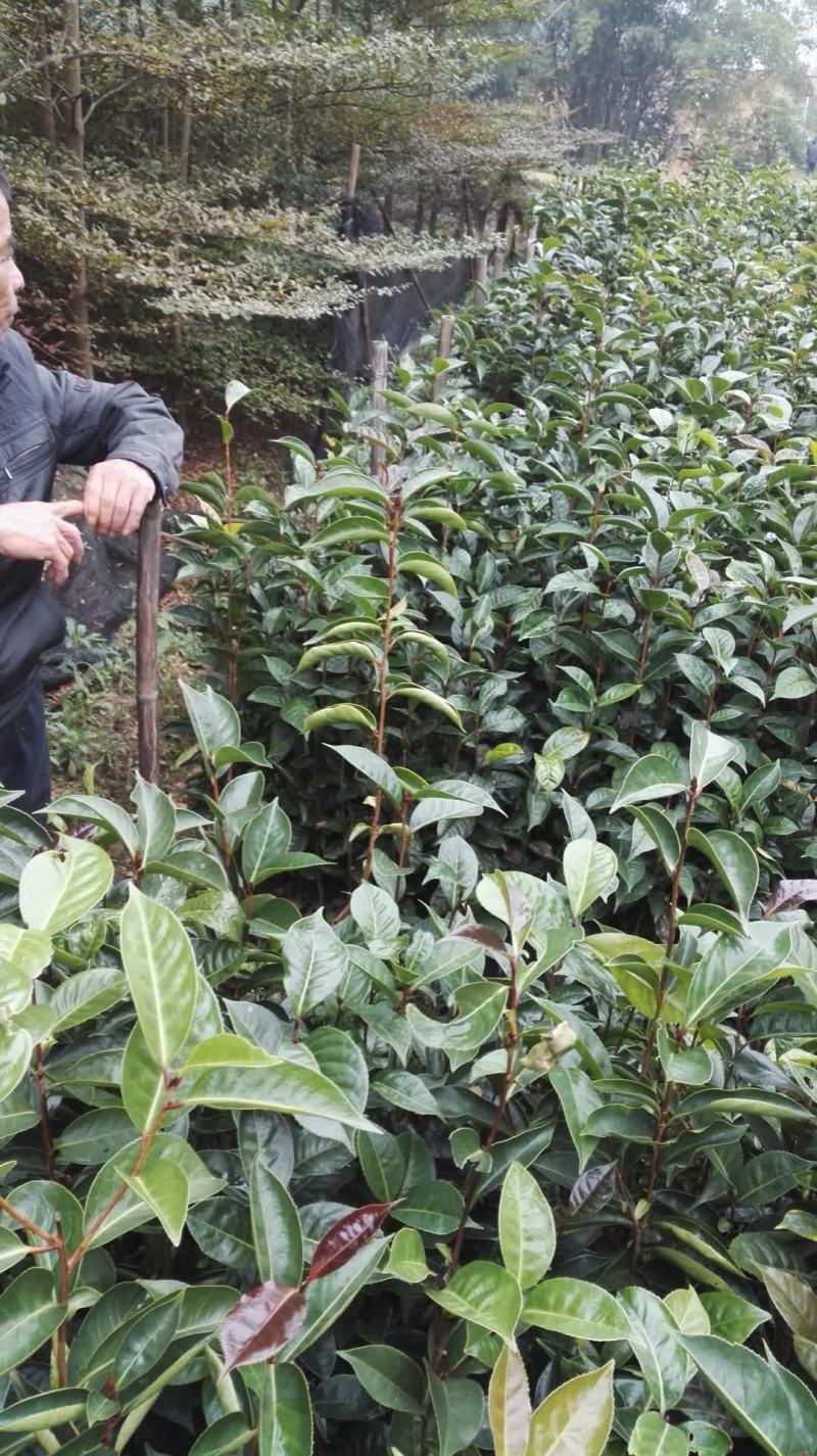 大果红花油茶苗大果红花油茶树苗红花油茶树苗