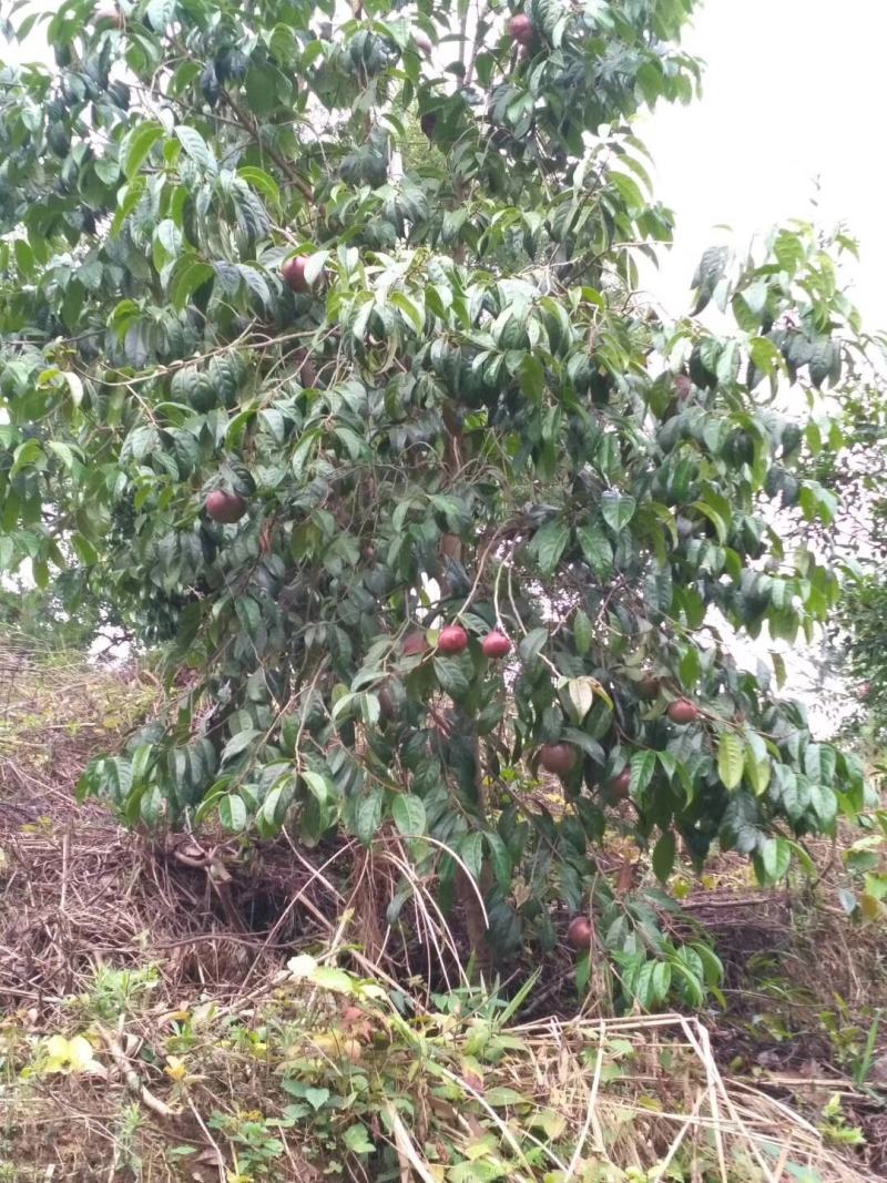 大果红花油茶苗大果红花油茶树苗红花油茶树苗