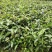 大果红花油茶苗大果红花油茶树苗红花油茶树苗