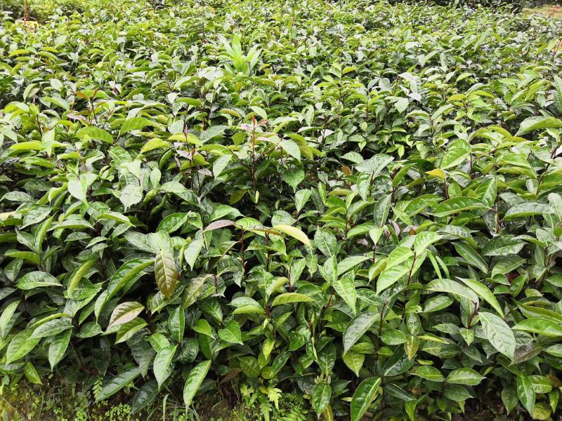 大果红花油茶苗大果红花油茶树苗红花油茶树苗