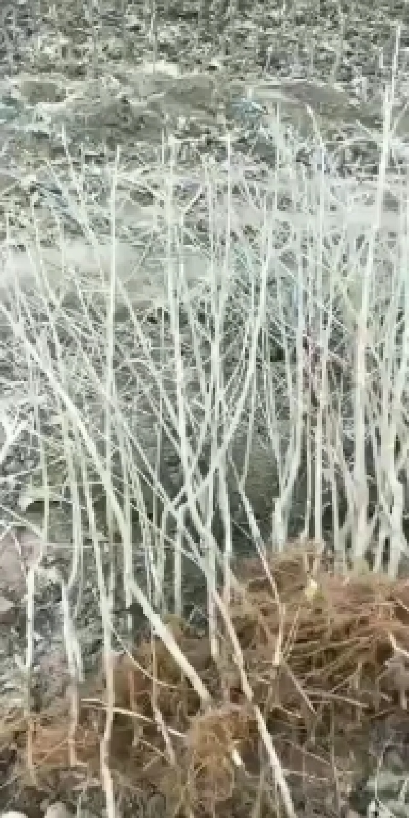 大量出售苹果苗。梨树苗。秋月梨苗，砀山梨苗想法的请联系