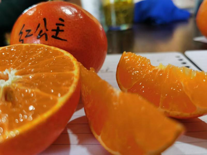 红公主红美人爱媛48红公主爱媛红美人小原红早生