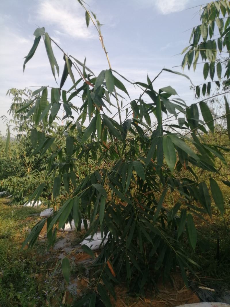 大头竹苗，竹兜苗，黄竹笋，麻竹笋苗广东英德产地直销