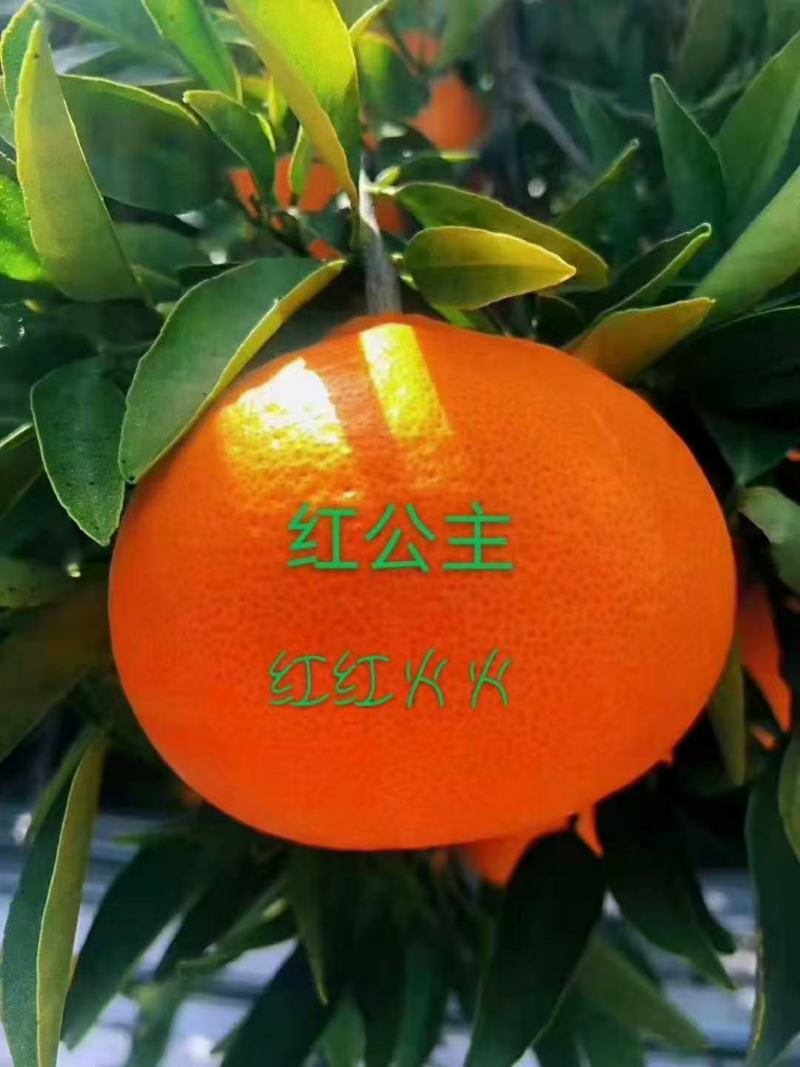 爱媛48红公主小原红早生明日旺柑橘苗红公主柑橘苗