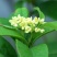 桂花树桂花树桂花树