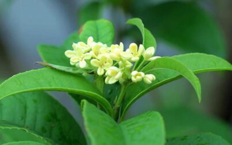 桂花树桂花树桂花树