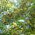 桂花树桂花树桂花树