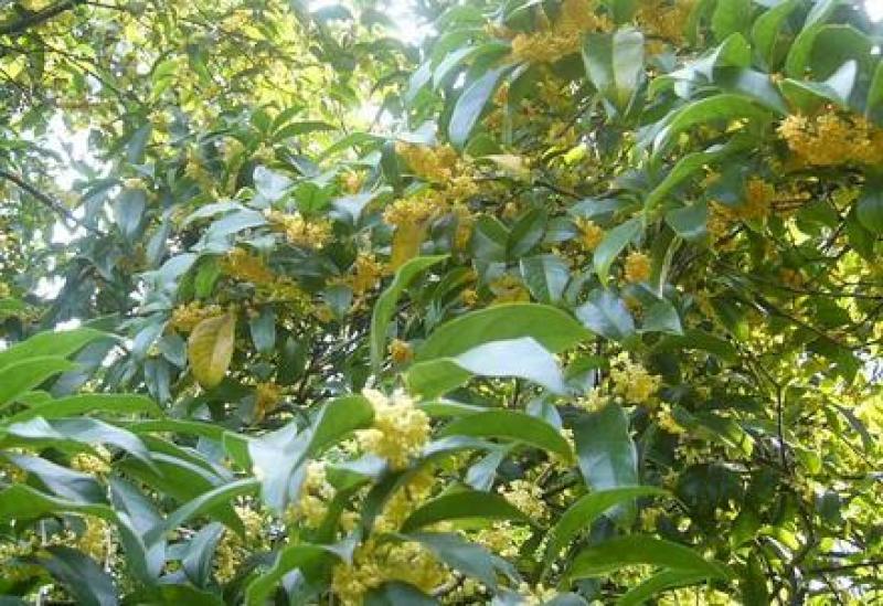 桂花树桂花树桂花树