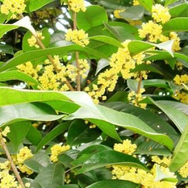 桂花树桂花树桂花树